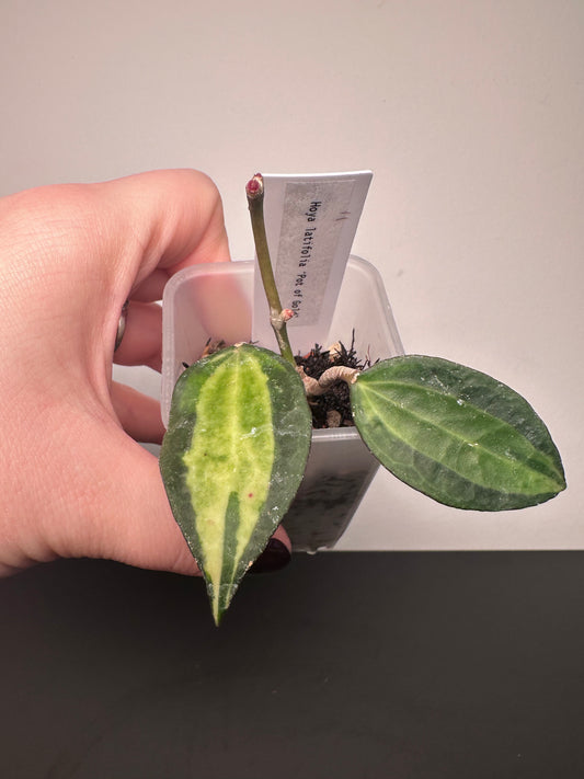 Hoya latifolia 'Pot of Gold' | 2 inch
