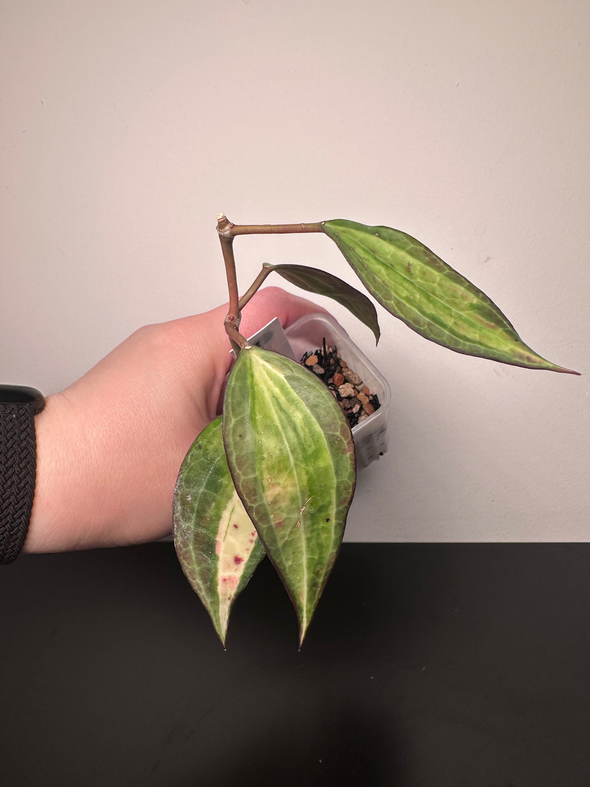 Hoya latifolia 'Pot of Gold' | 2 inch