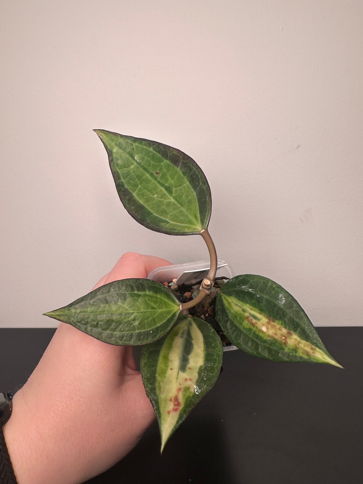 Hoya latifolia 'Pot of Gold' | 2 inch