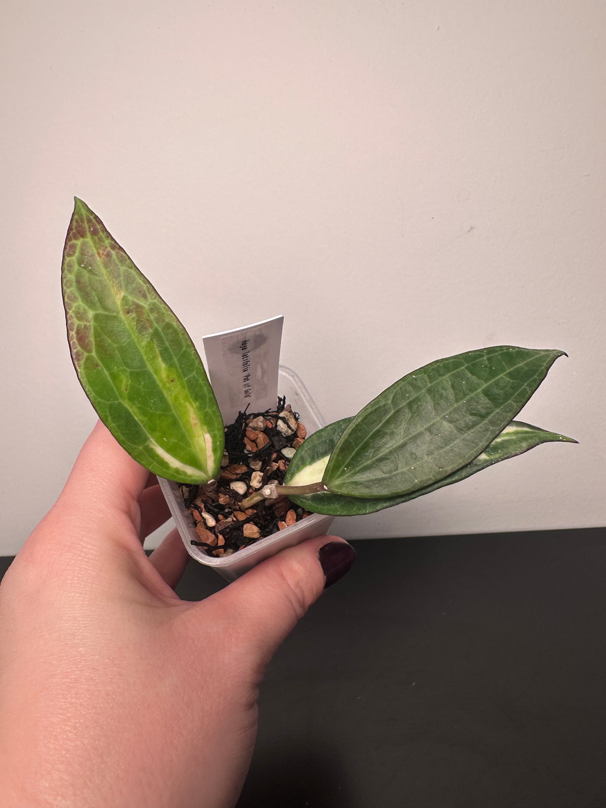 Hoya latifolia 'Pot of Gold' | 2 inch