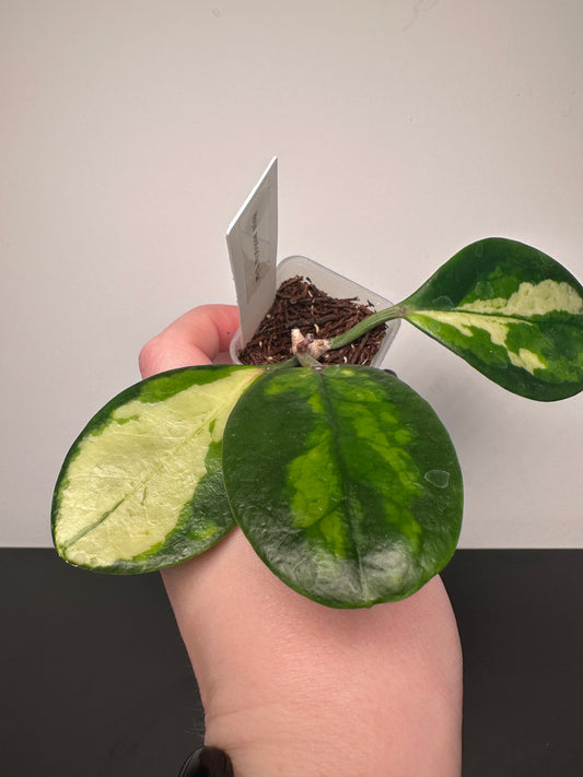 Hoya australis 'Lisa' | 1.5 inch