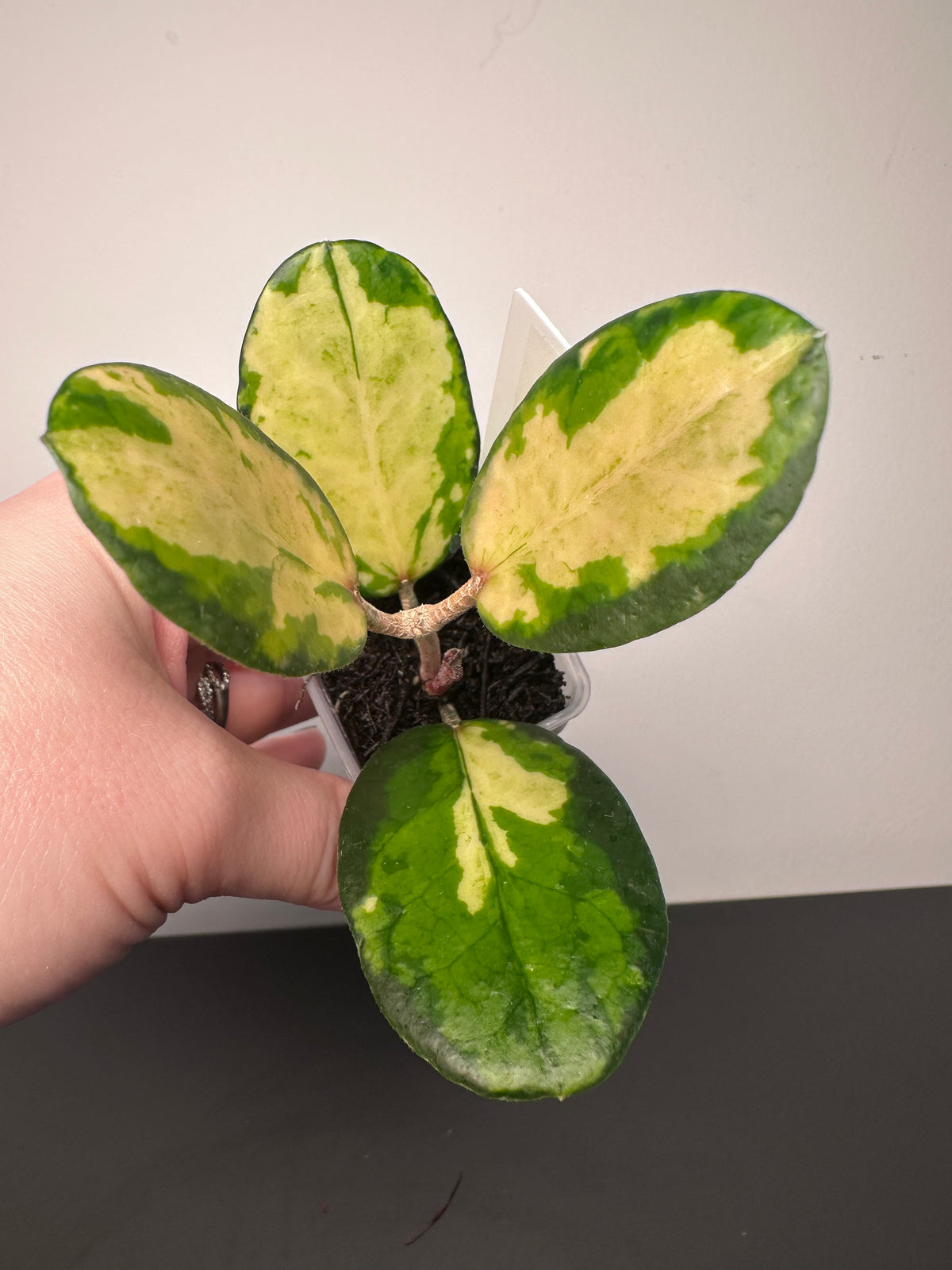 Hoya australis 'Lisa' | 1.5 inch