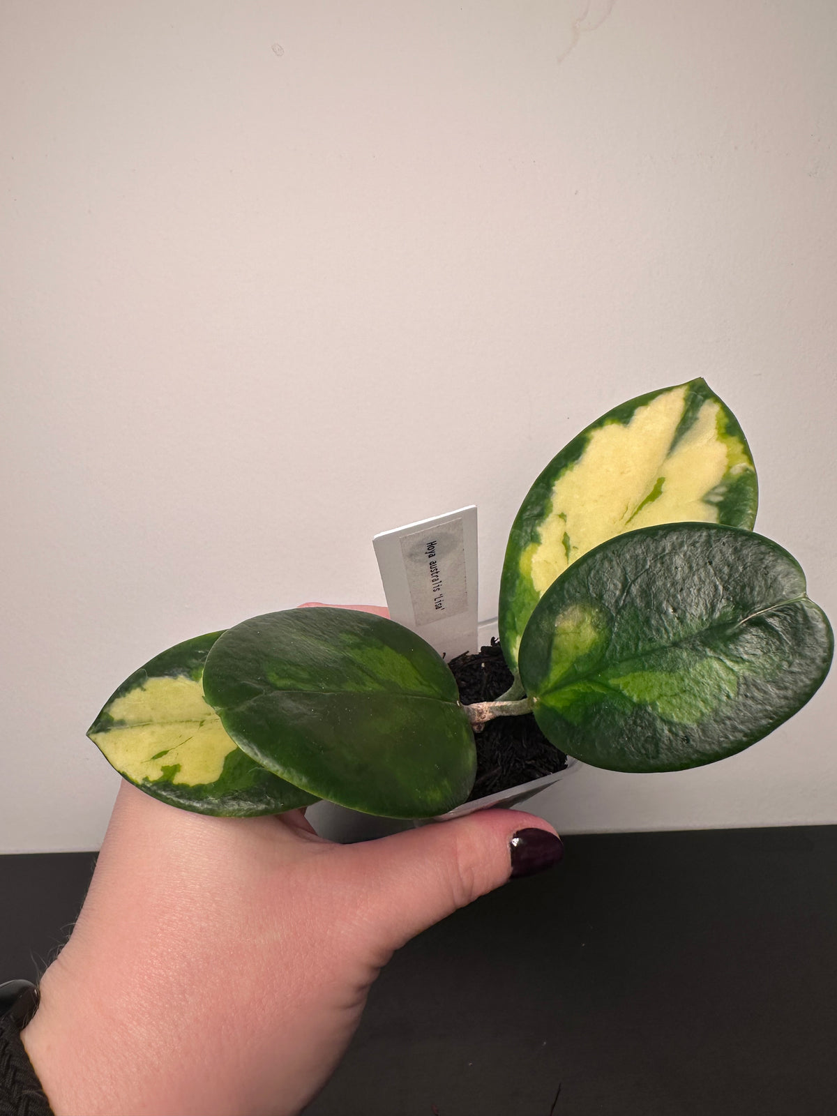Hoya australis 'Lisa' | 1.5 inch