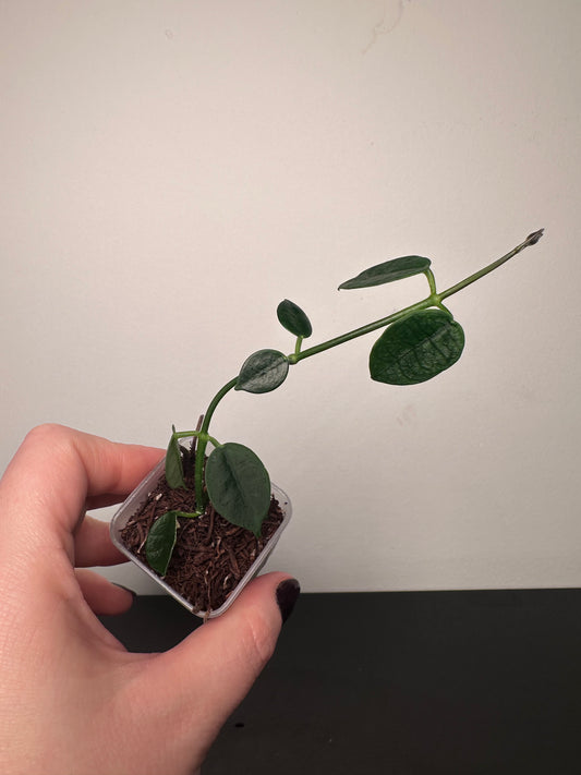 Hoya lithophytica | 1.5 inch