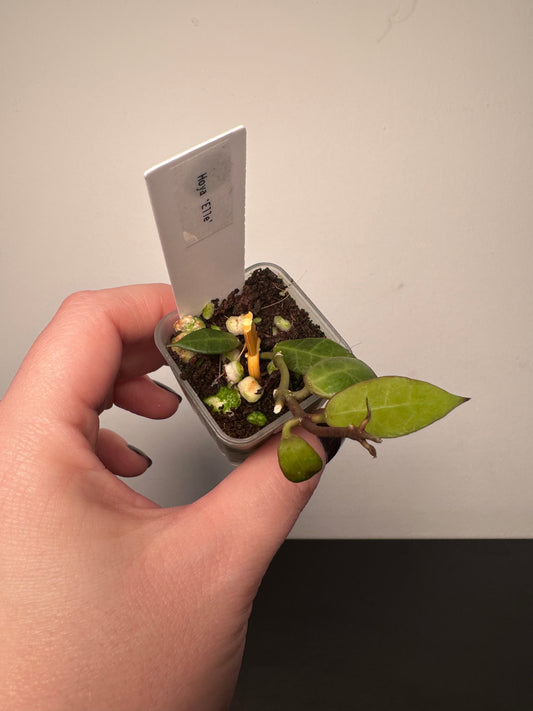 Hoya 'Elle' | 1.5 inch