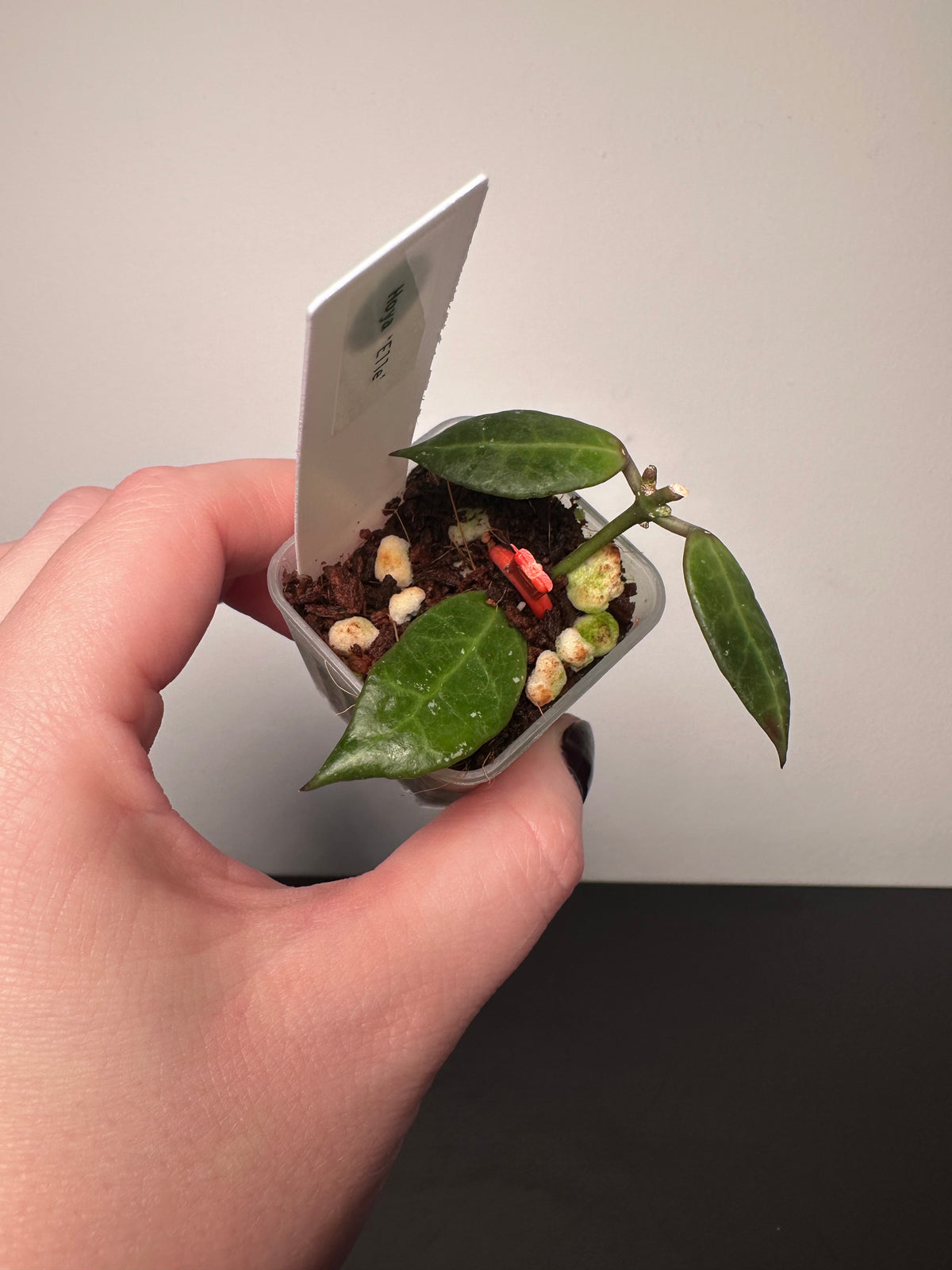Hoya 'Elle' | 1.5 inch