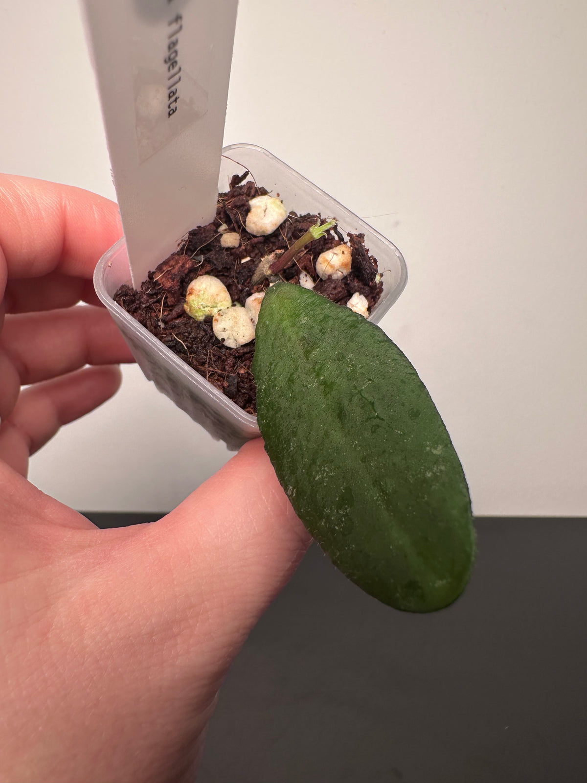 Hoya flagellata | 1.5 inch