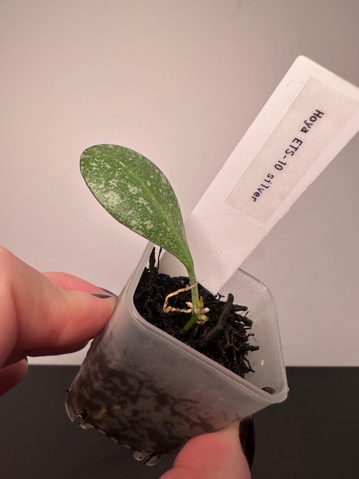 Hoya ETS-10 silver | 1.5 inch