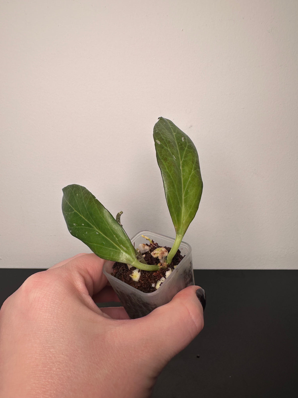 Hoya 'Sunrise' (Thailand form) | 1.5 inch