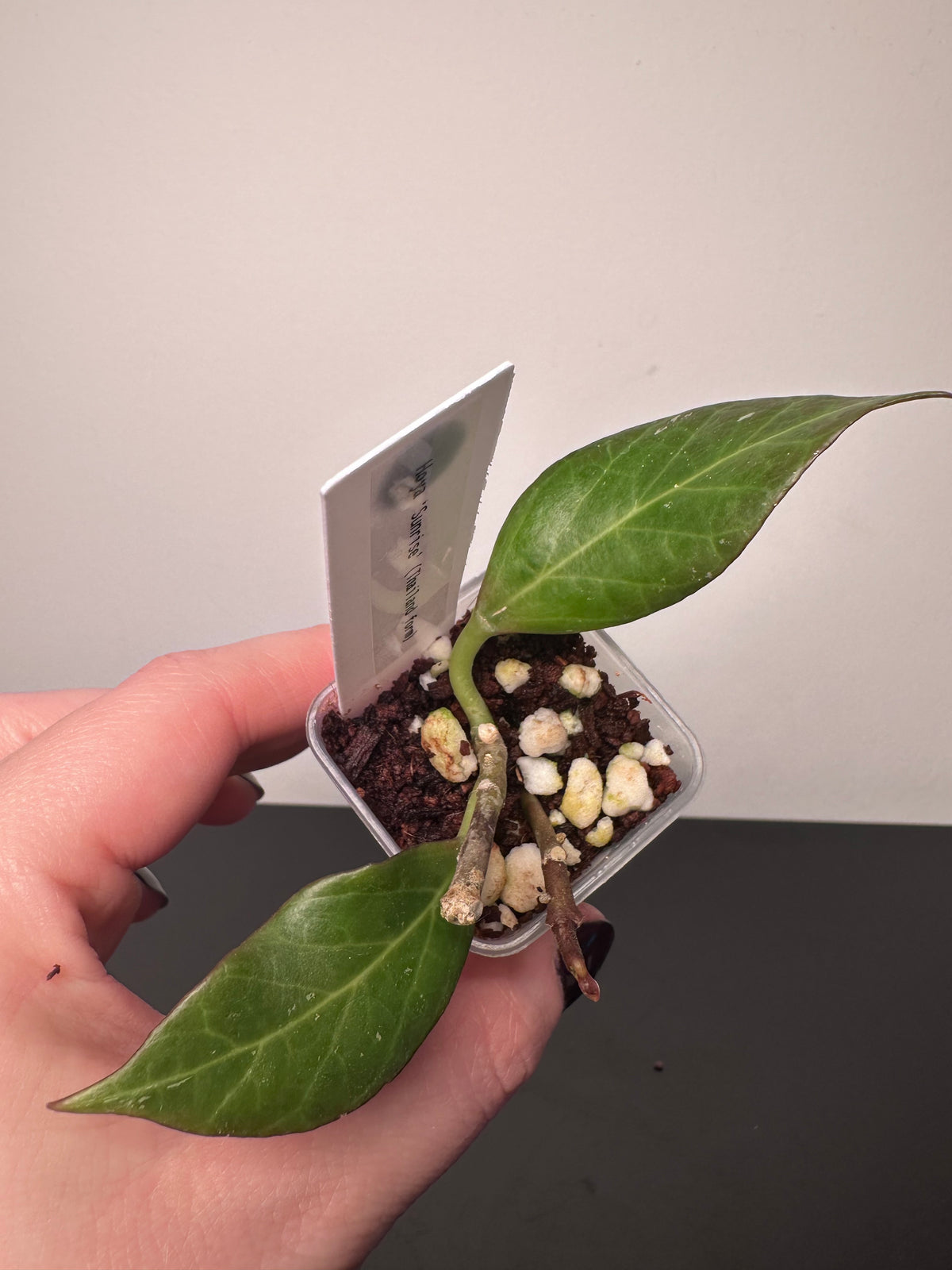 Hoya 'Sunrise' (Thailand form) | 1.5 inch