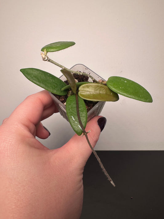 Hoya lyi | 1.5 inch
