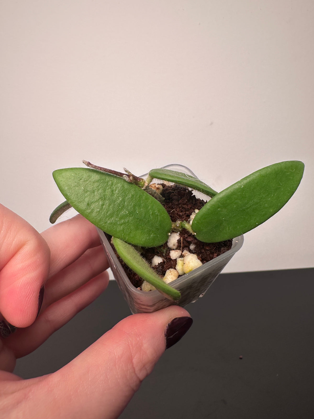 Hoya lyi | 1.5 inch