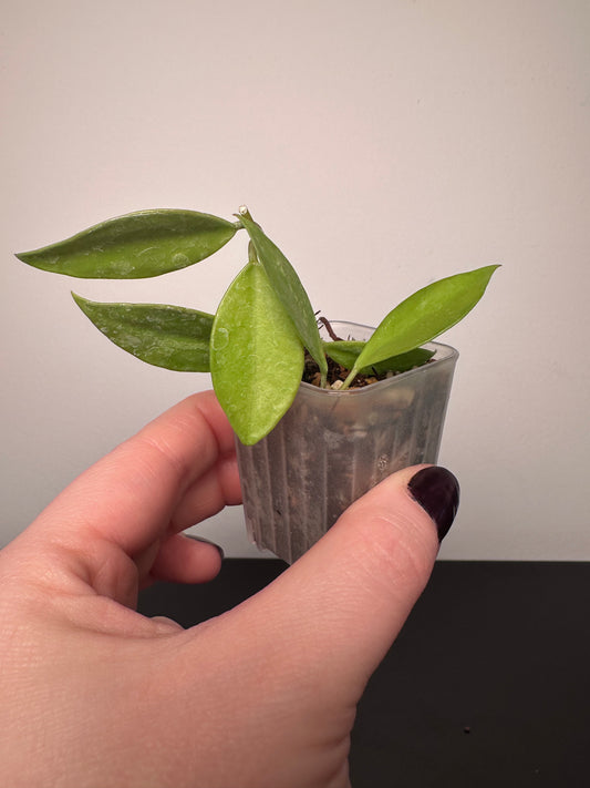 Hoya gracilis | 1.5 inch