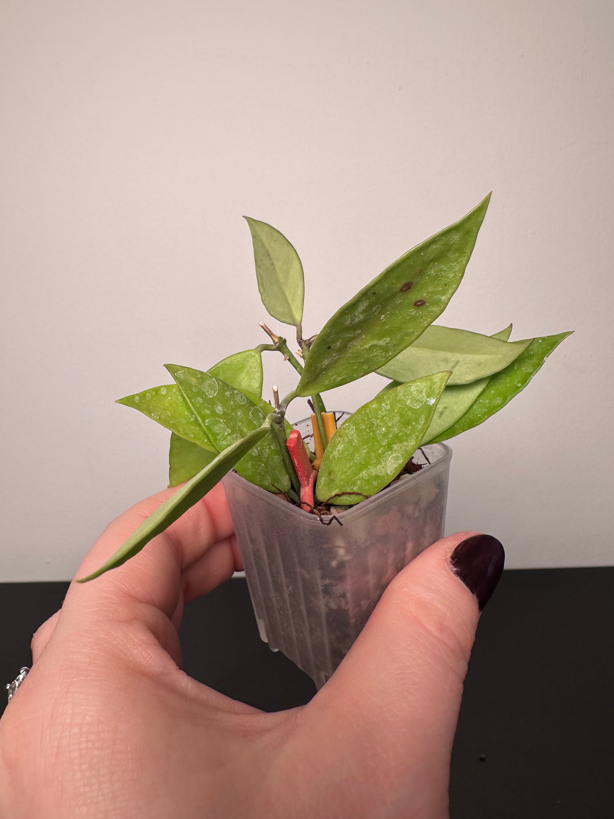 Hoya gracilis | 1.5 inch