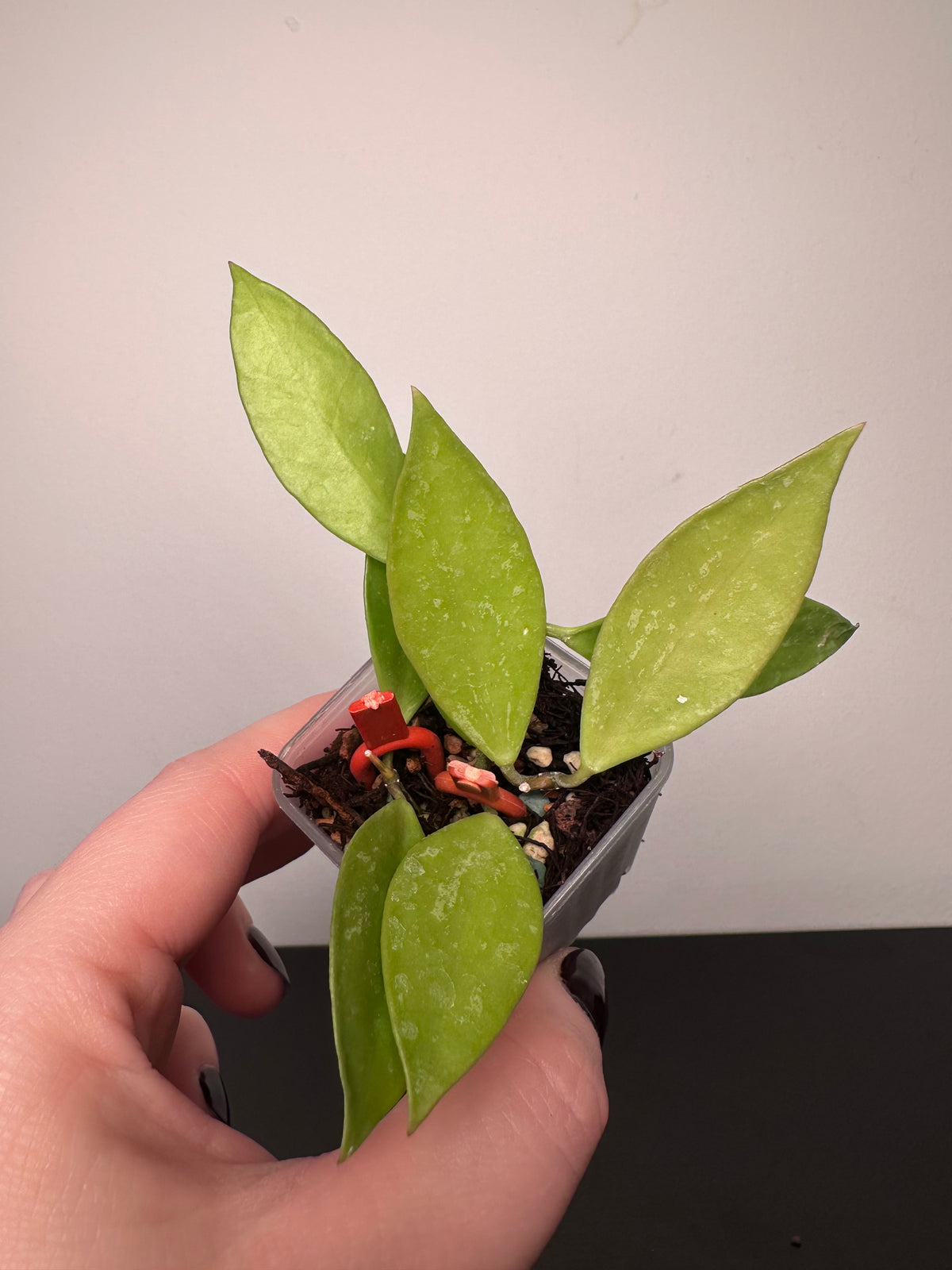 Hoya gracilis | 1.5 inch