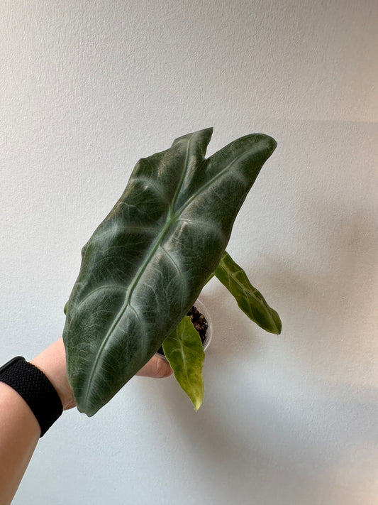 Alocasia longiloba | 2.5 inch