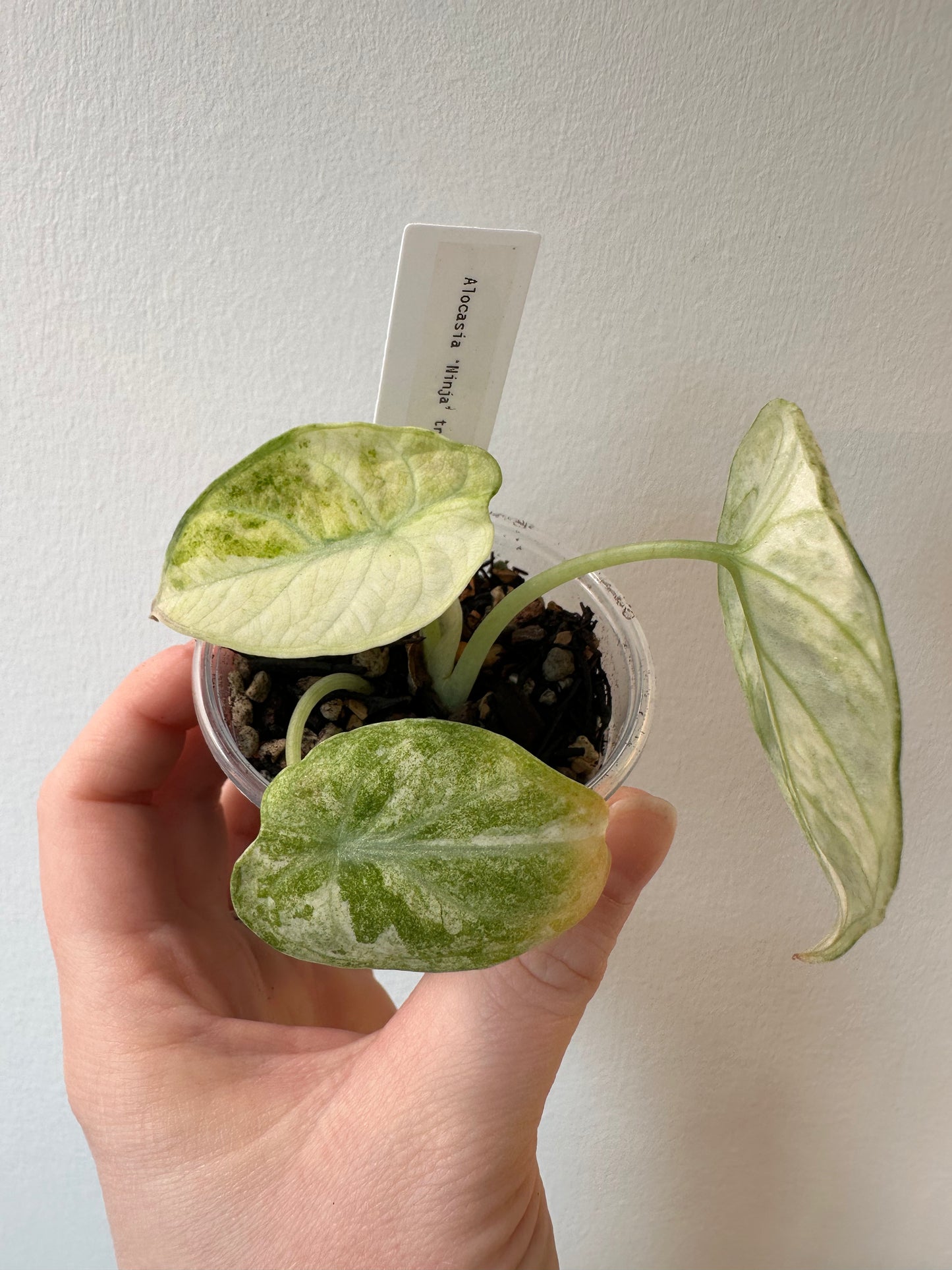 Alocasia 'Ninja' tricolor | 2.5 inch