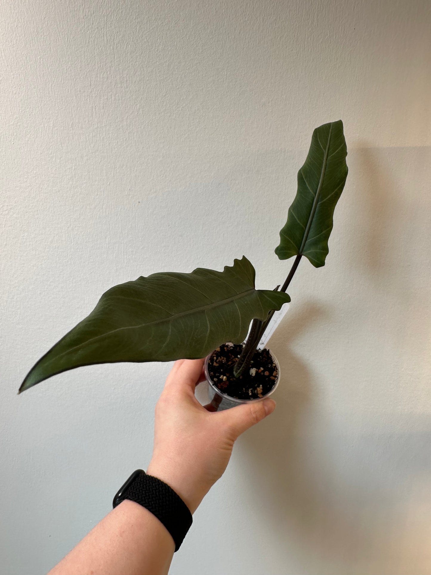 Alocasia lauterbachia 'Purple Sword | 2.5 inch