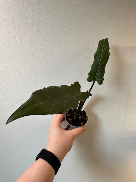 Alocasia lauterbachia 'Purple Sword | 2.5 inch