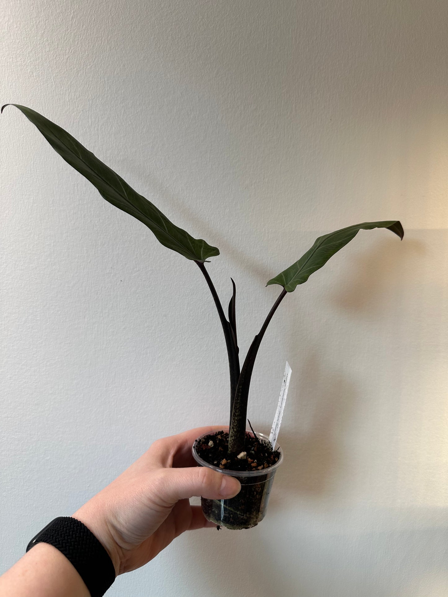 Alocasia lauterbachia 'Purple Sword | 2.5 inch