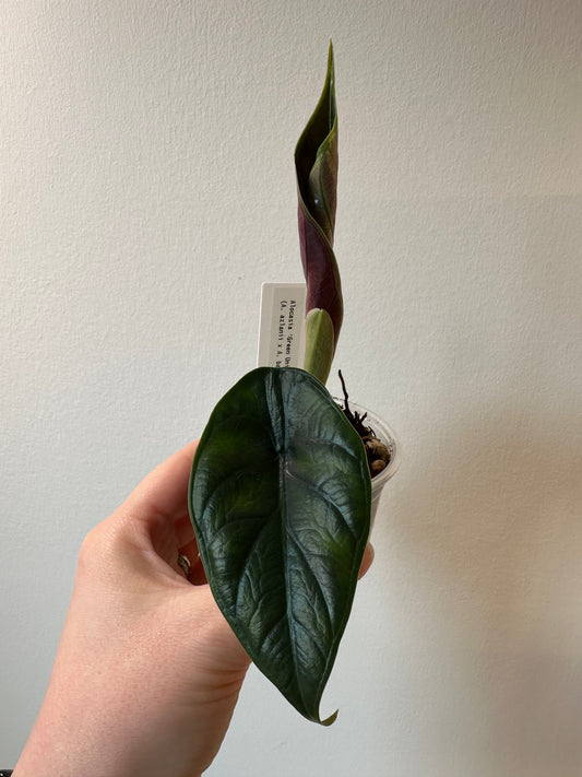 Alocasia 'Green Unicorn' | 2.5 inch