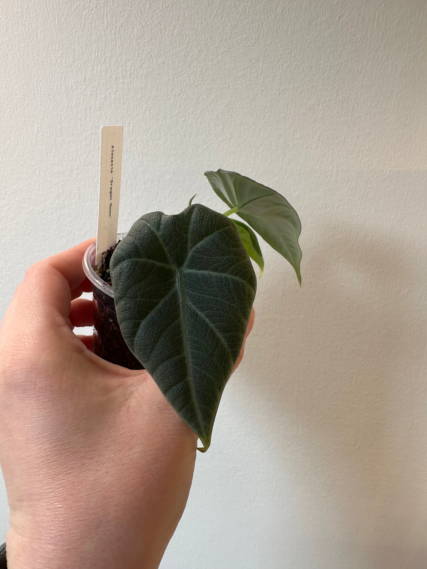 Alocasia 'Dragon Moon' | 2.5 inch