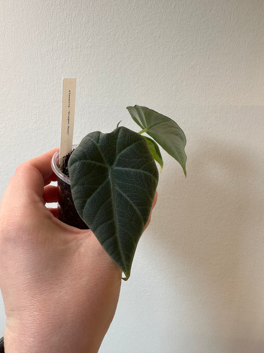 Alocasia 'Dragon Moon' | 2.5 inch
