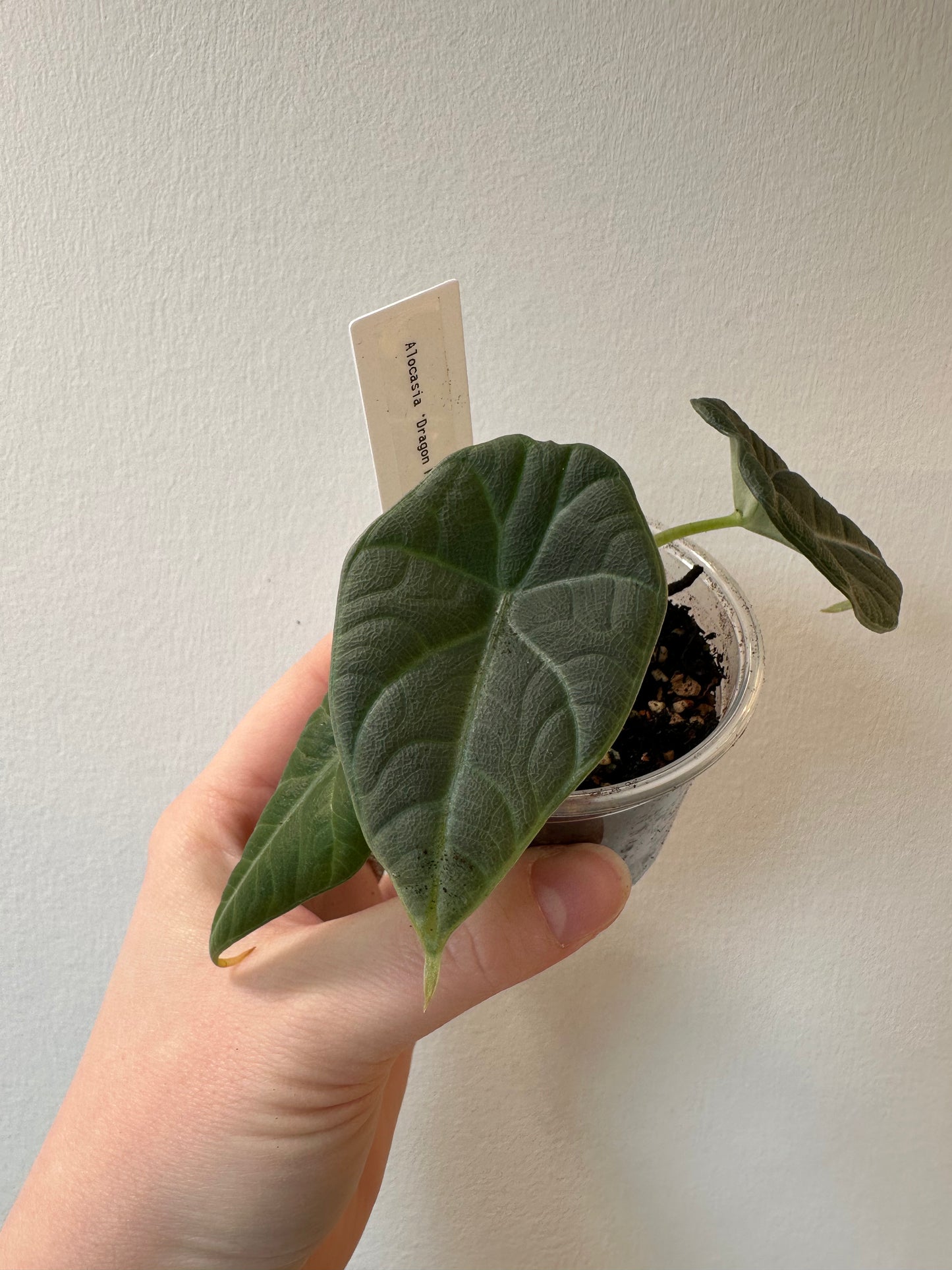 Alocasia 'Dragon Moon' | 2.5 inch