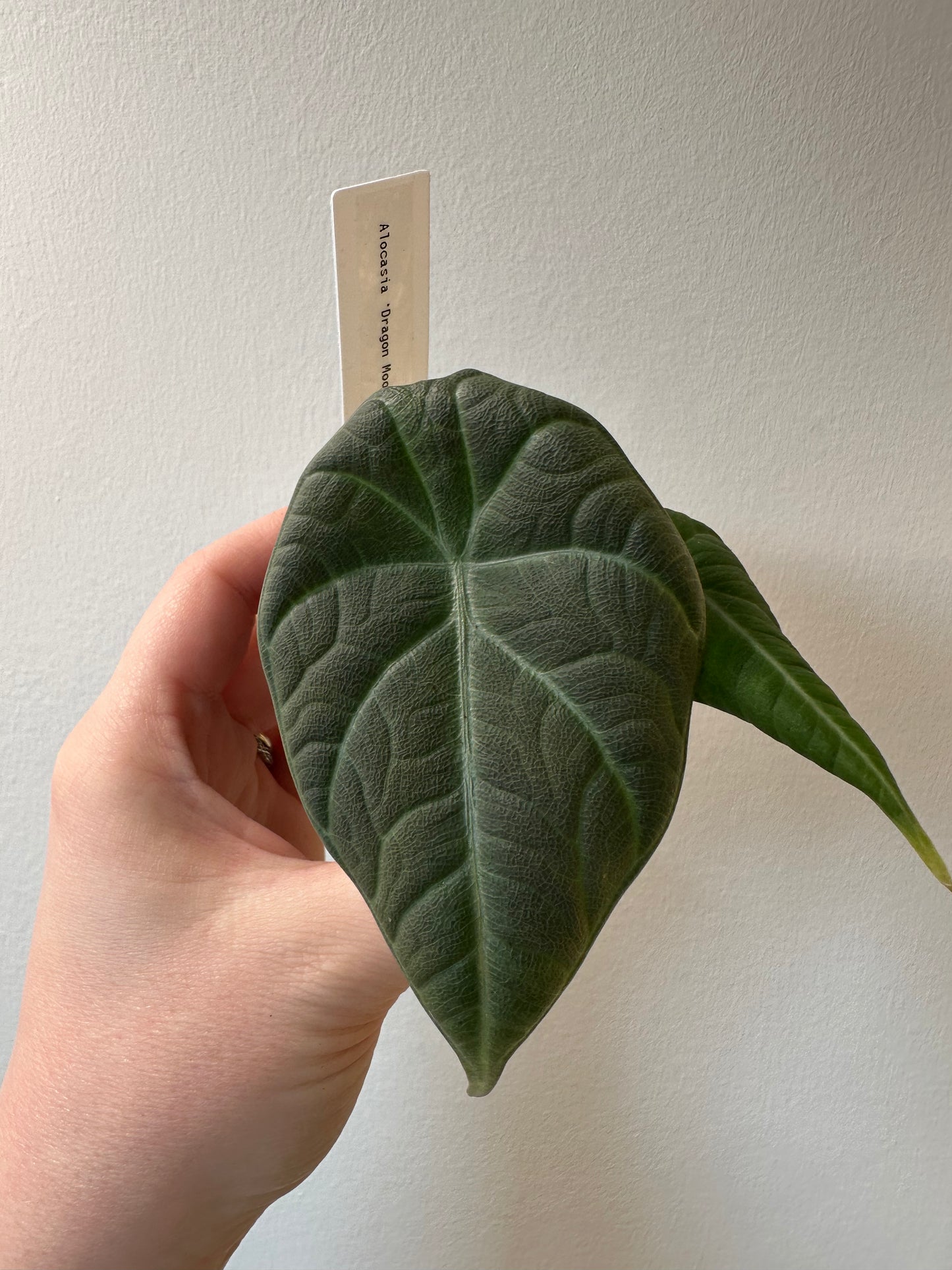 Alocasia 'Dragon Moon' | 2.5 inch