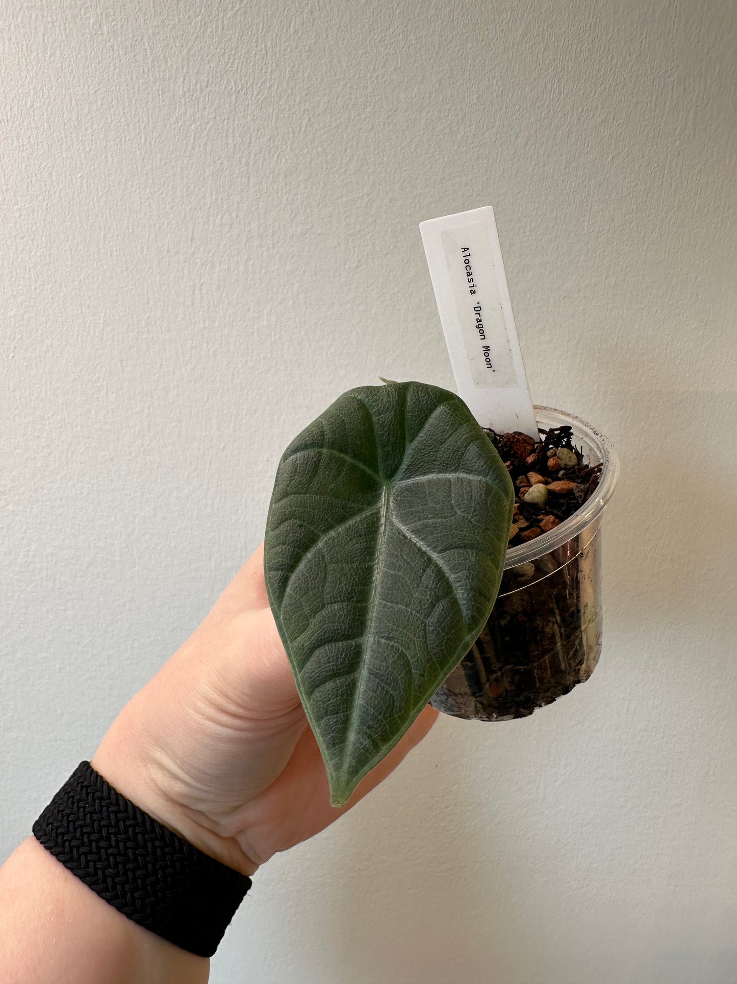 Alocasia 'Dragon Moon' | 2.5 inch