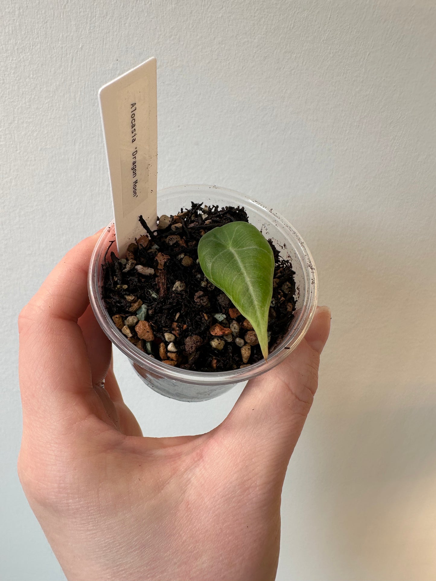 Alocasia 'Dragon Moon' | 2.5 inch