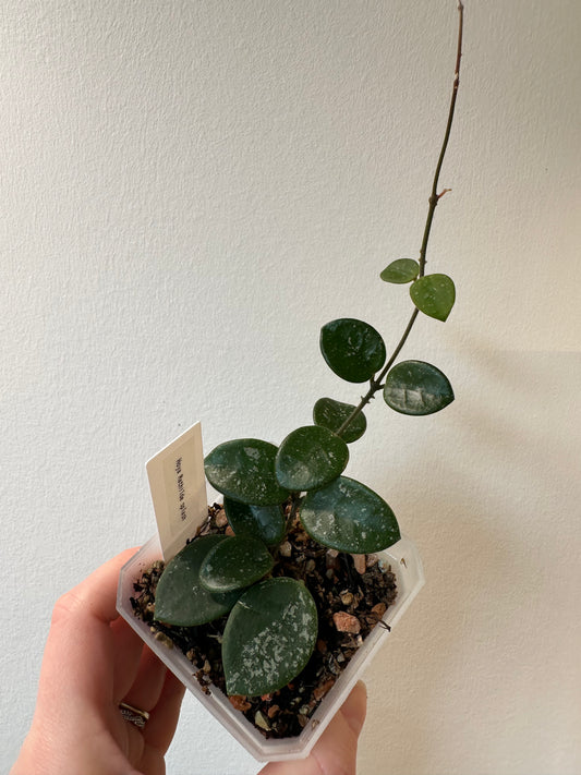 Hoya 'Mathilde' | 3 inch