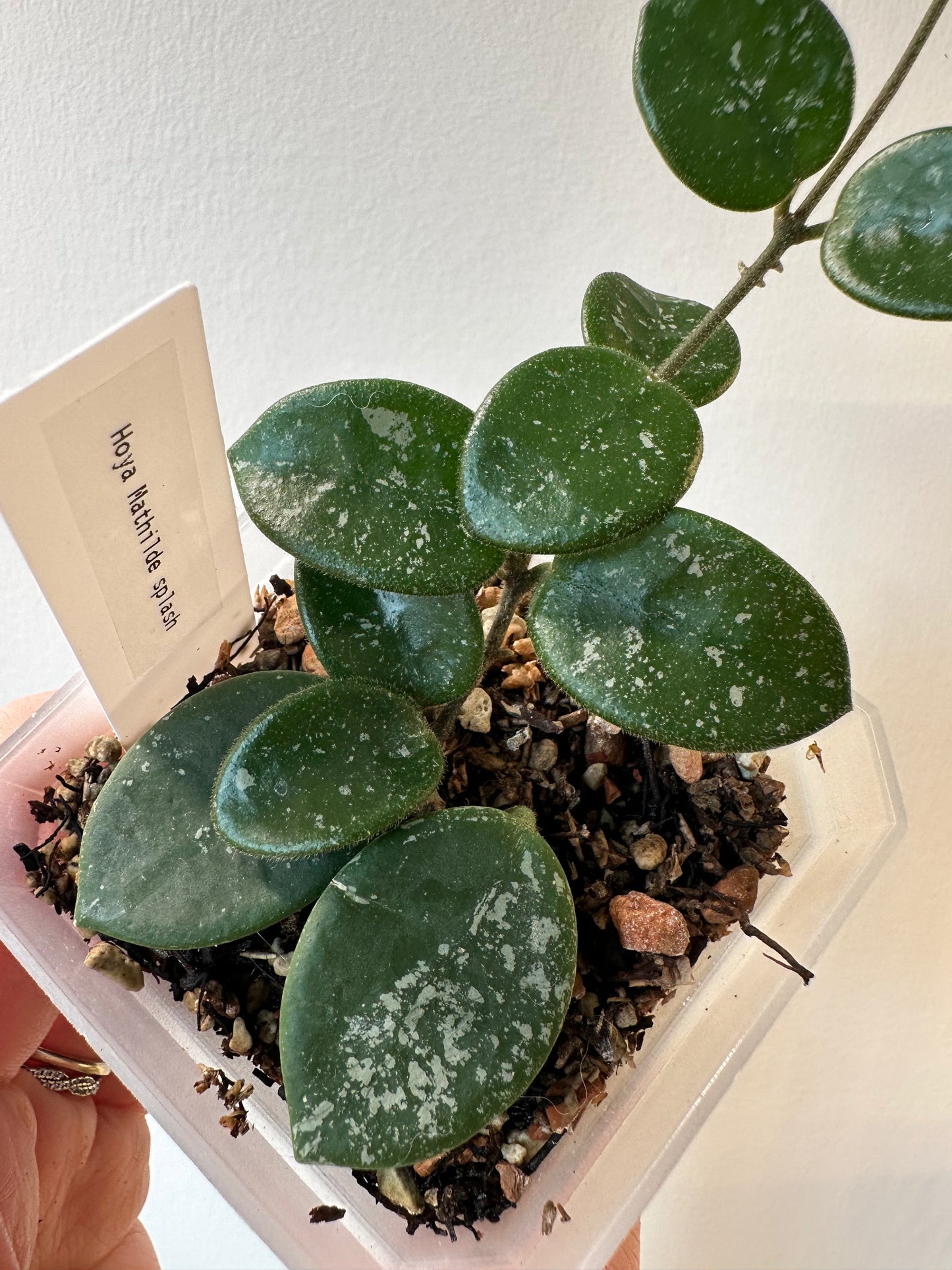 Hoya 'Mathilde' | 3 inch