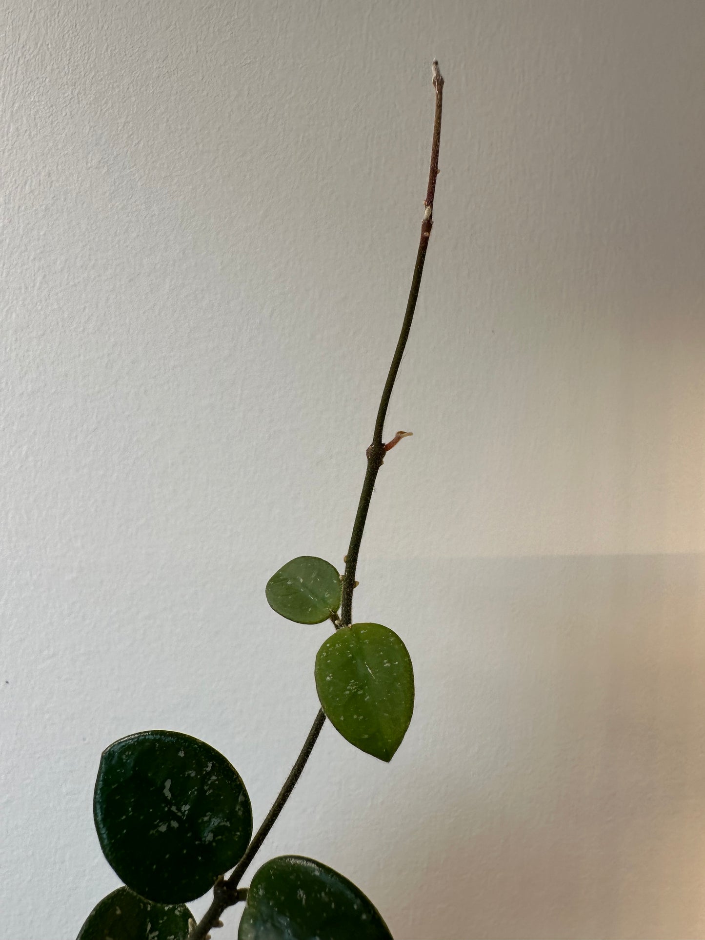 Hoya 'Mathilde' | 3 inch