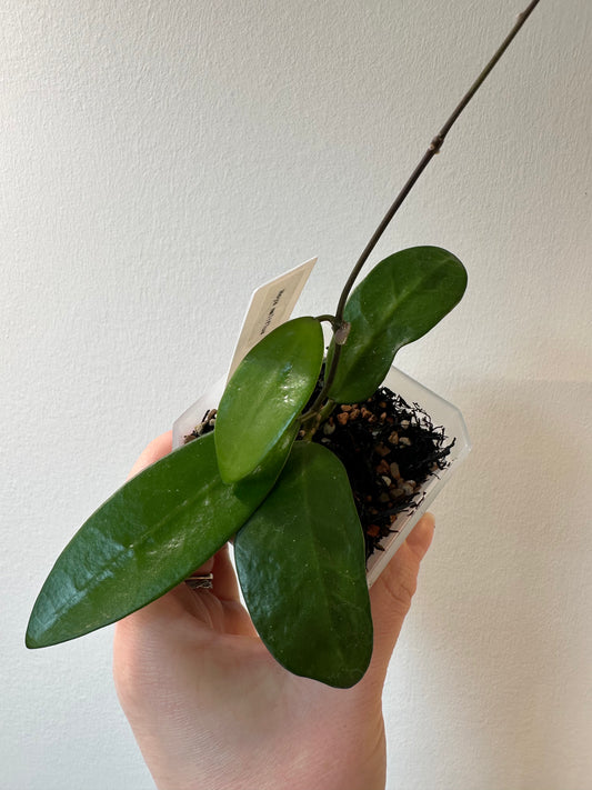Hoya meliflua | 3 inch