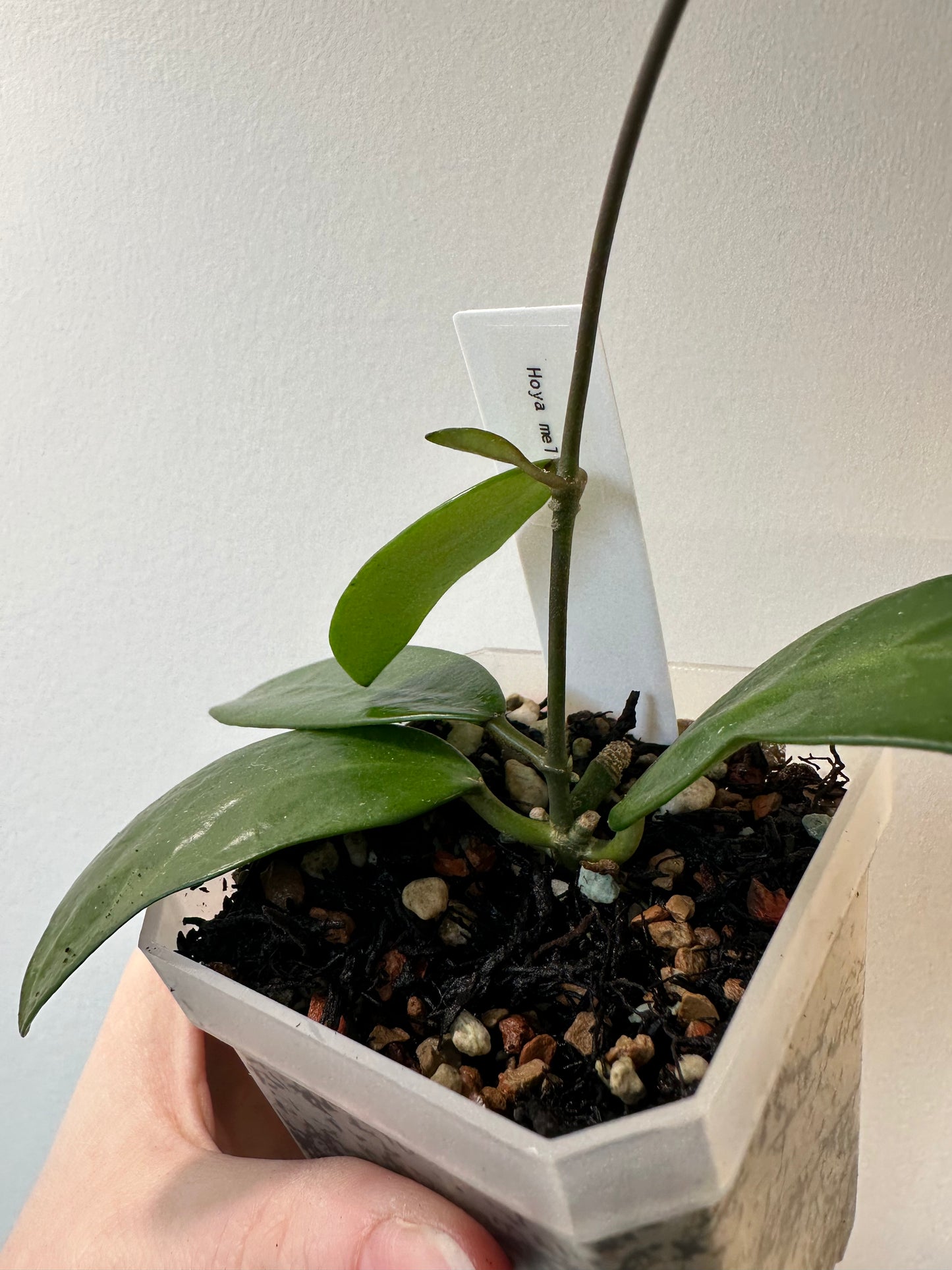 Hoya meliflua | 3 inch