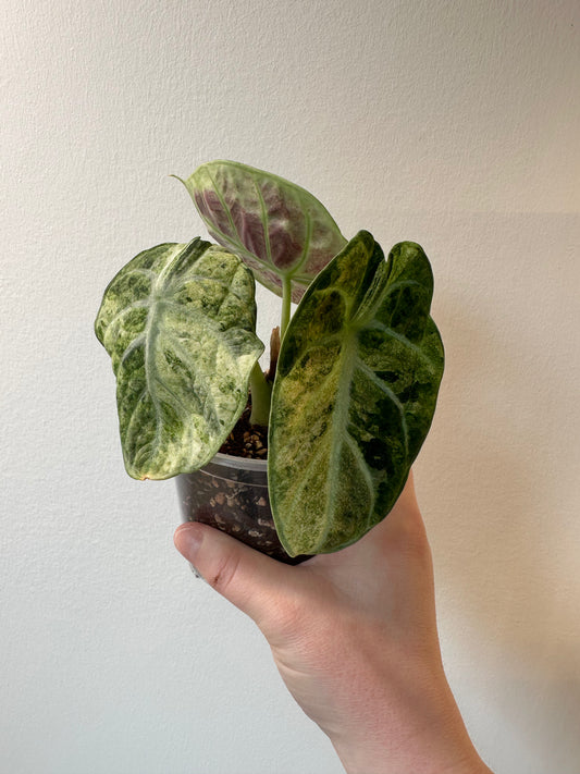 Alocasia 'Ninja' tricolor | 4 inch