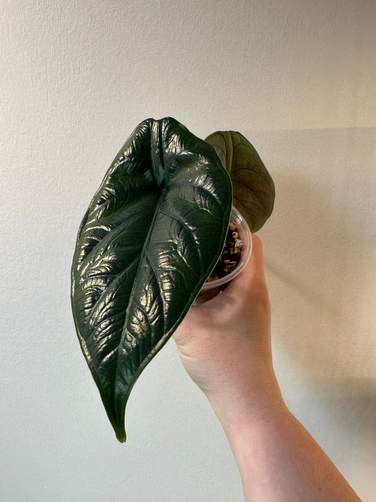 Alocasia 'Green Unicorn' | 4 inch