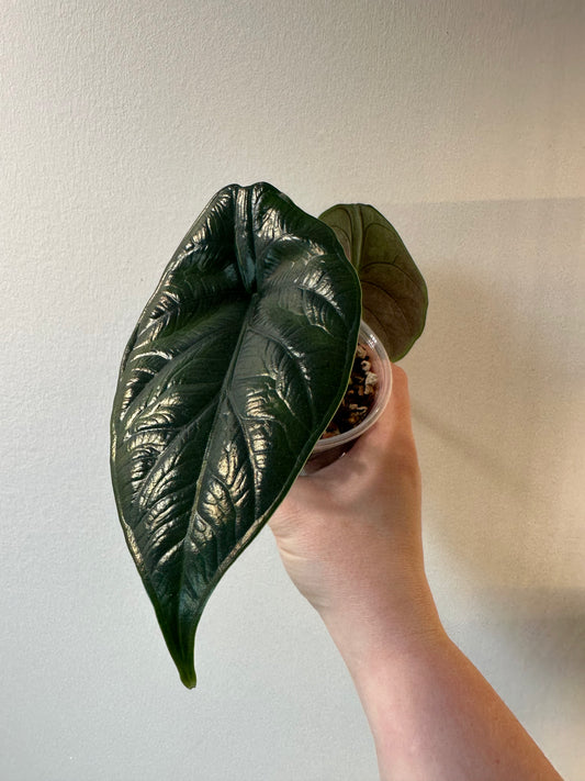 Alocasia 'Green Unicorn' | 4 inch