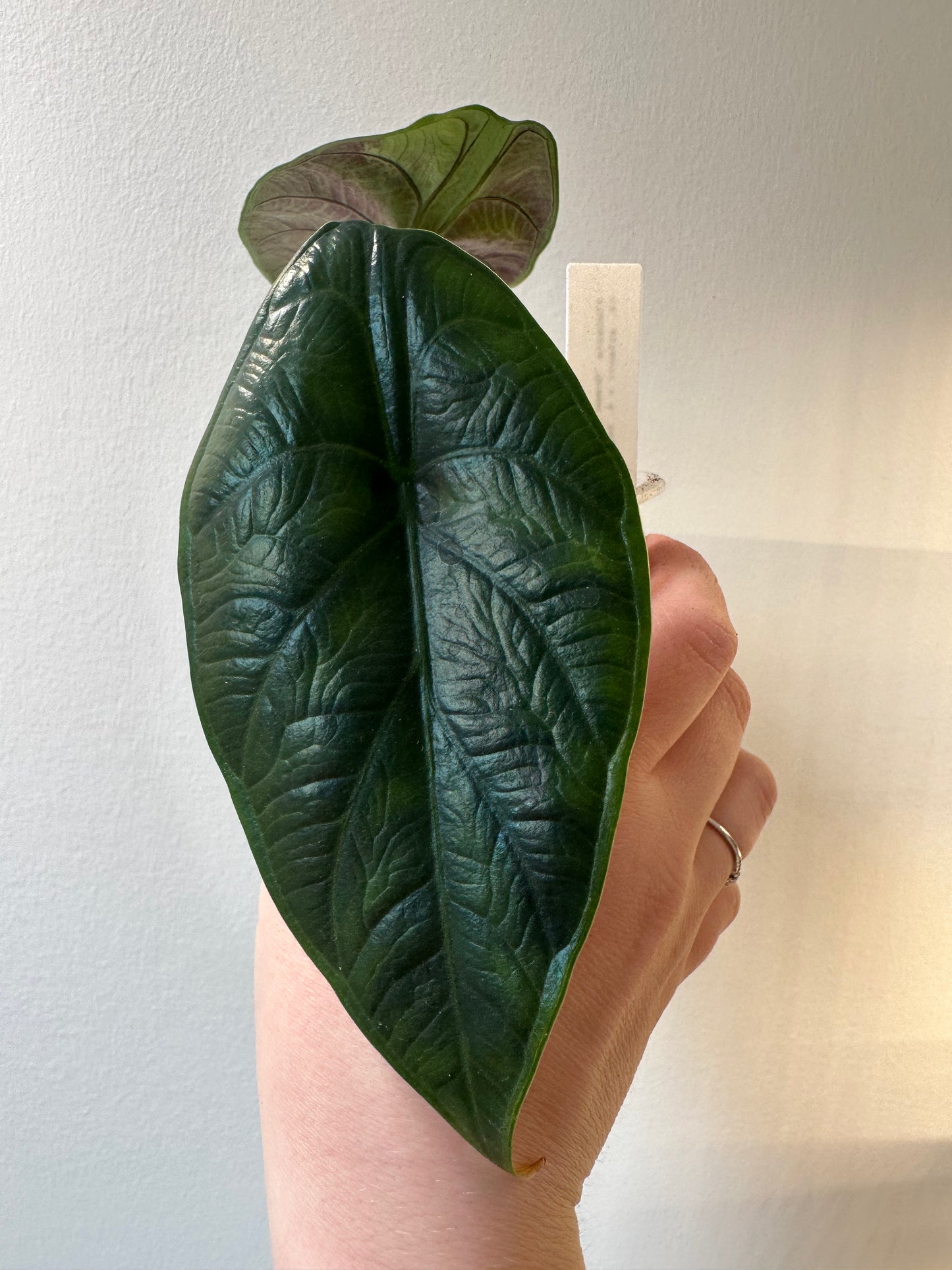 Alocasia 'Green Unicorn' | 4 inch