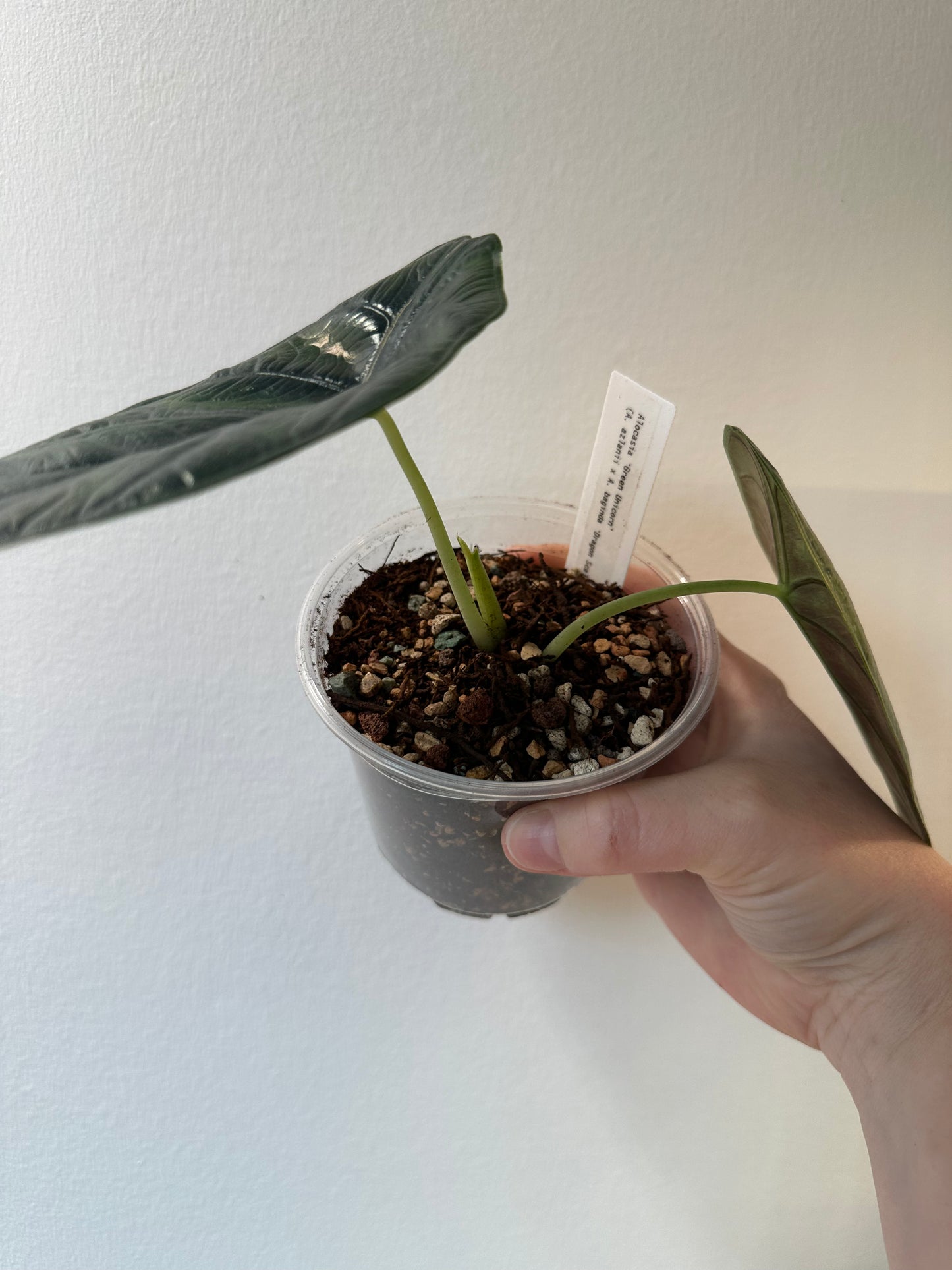 Alocasia 'Green Unicorn' | 4 inch