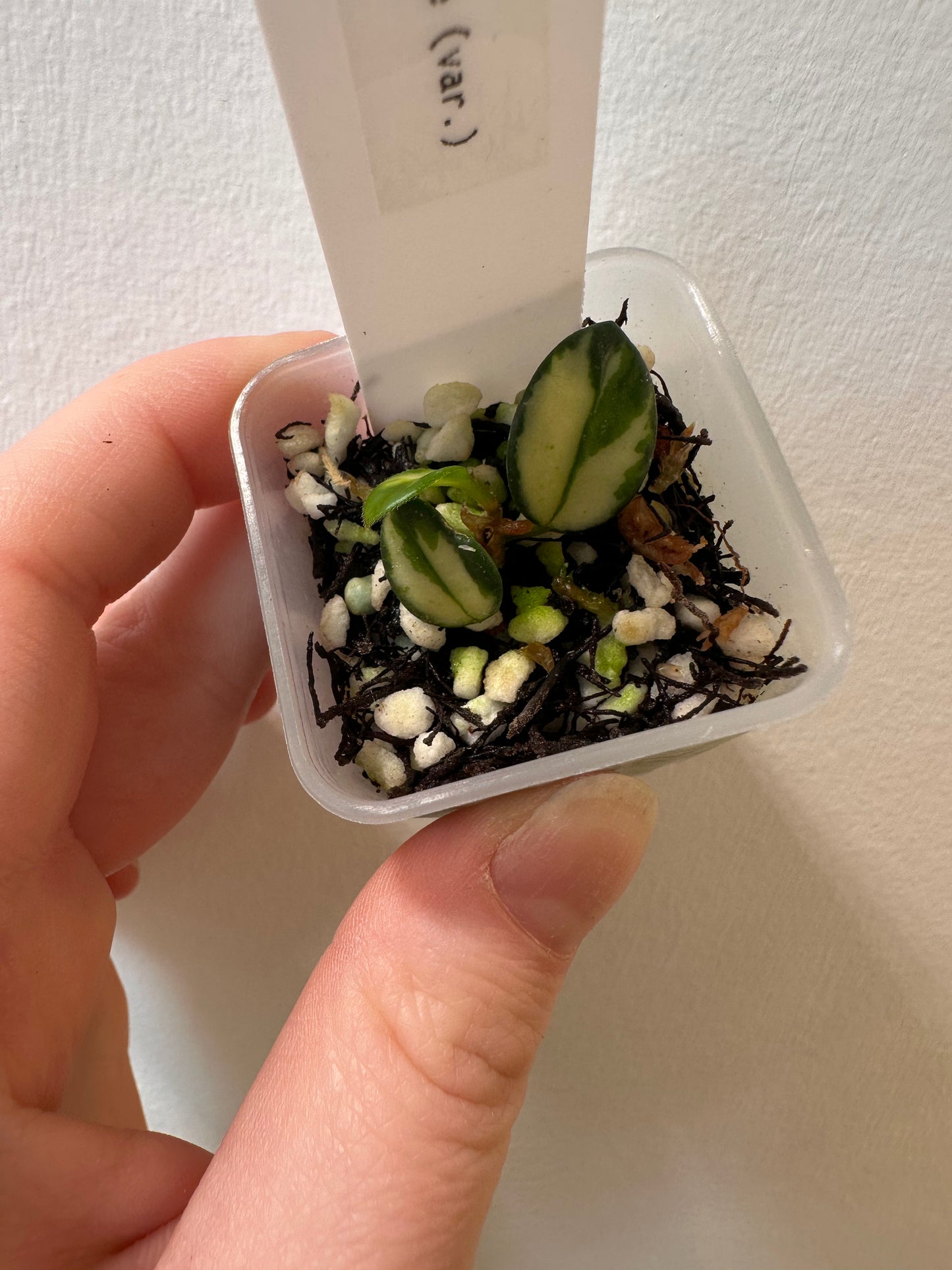 Hoya 'Mathilde' inner variegated | 1.5 inch