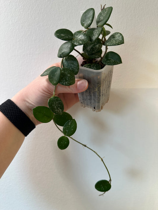 Hoya 'Mathilde' | 2 inch