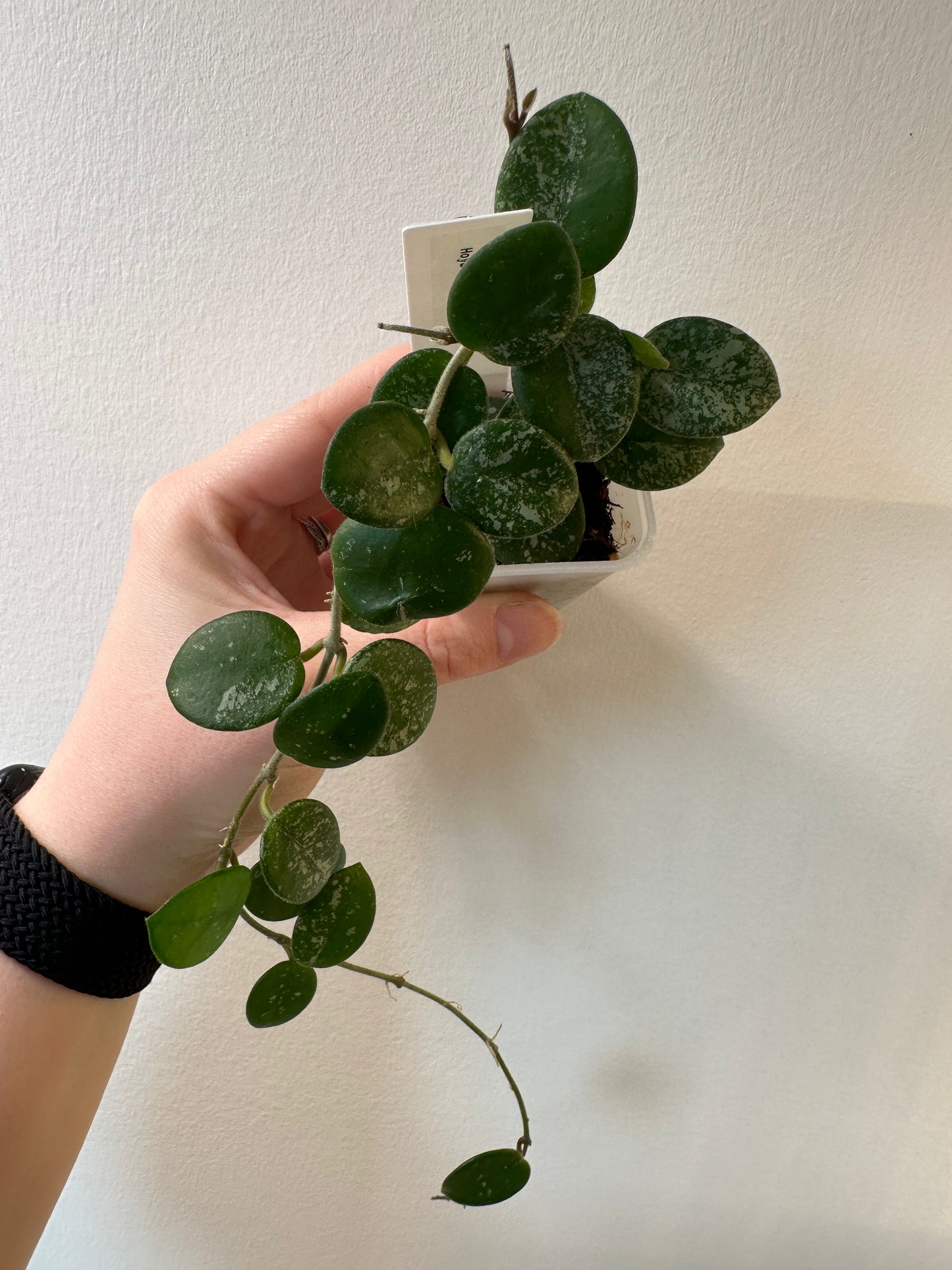 Hoya 'Mathilde' | 2 inch