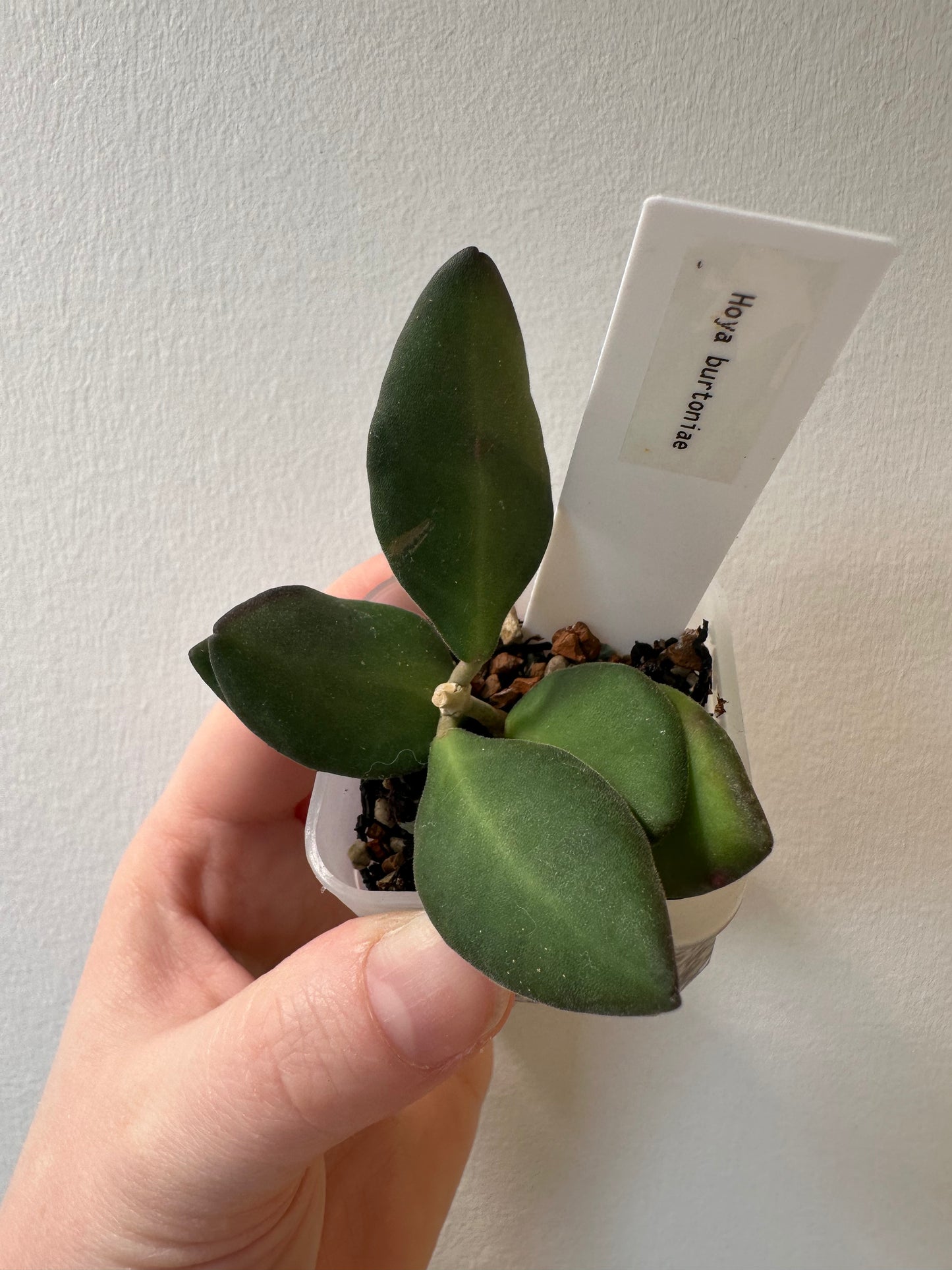 Hoya burtoniae | 2 inch