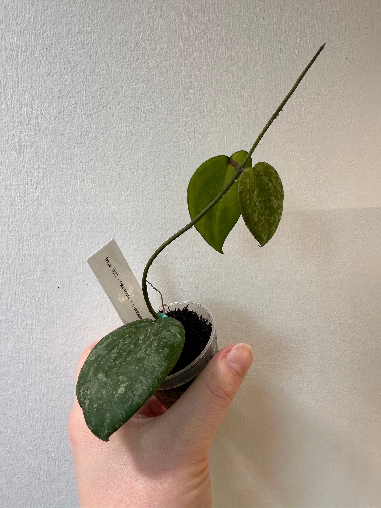 Hoya TR13 (cinnamomfolia x imbricata) | 2 inch