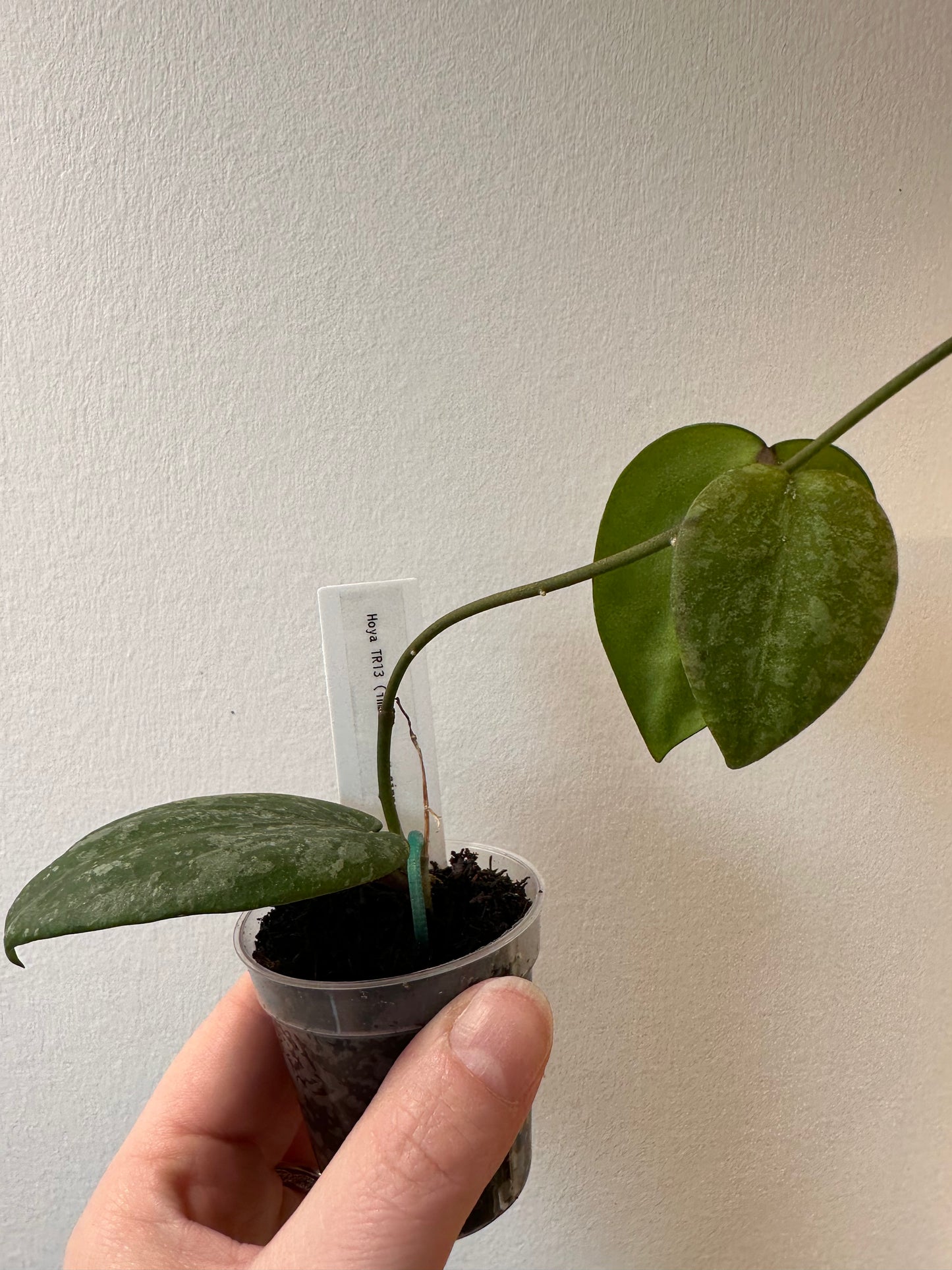 Hoya TR13 (cinnamomfolia x imbricata) | 2 inch