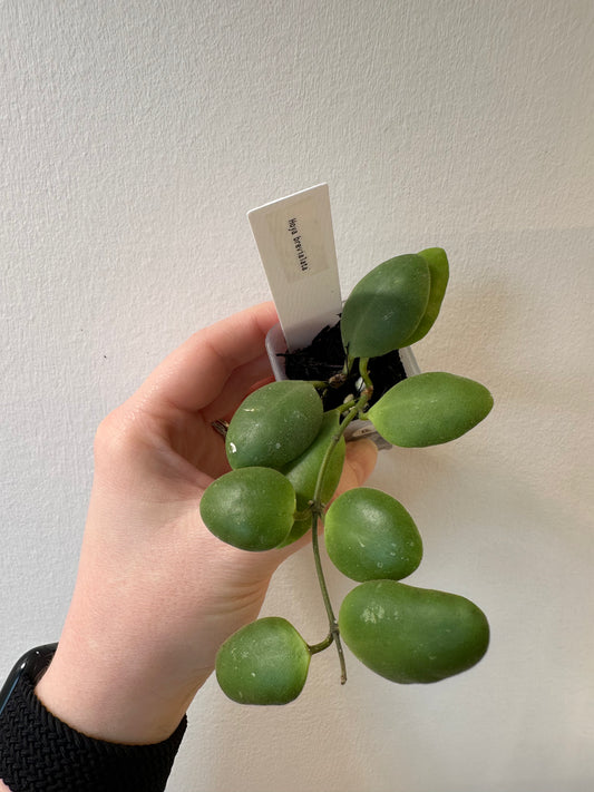 Hoya brevialata | 1.5 inch