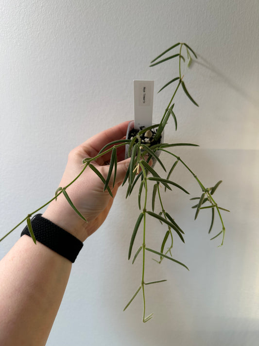 Hoya linearis | 1.5 inch
