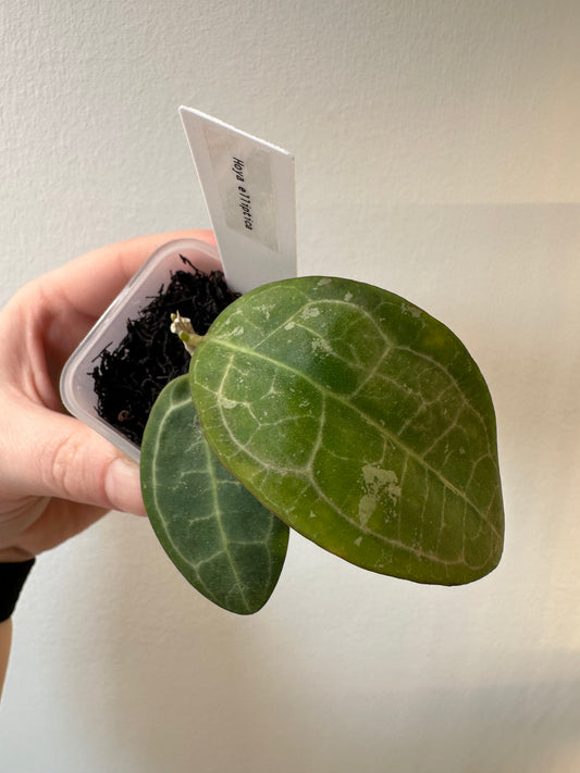 Hoya elliptica | 2 inch